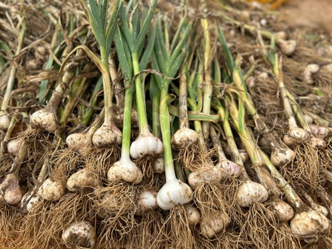 農薬/化学肥料不使用【生ニンニク】福地ホワイト六片・LM混在・1kg　‐数量限定特価‐