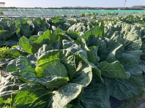 冷蔵便★平さんちのグリーンボール※6個入り★100㎝サイズ満杯