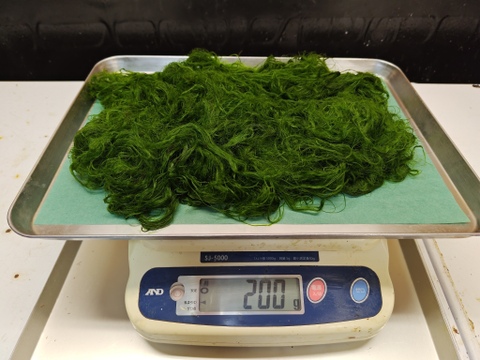 【幻の生】スジアオノリ/すじ青海苔/無塩の生は本当に希少【冷凍】