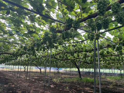 大粒！高糖度！岡山県産シャインマスカット1.2kg(2房入)