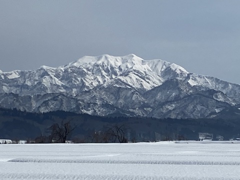 新米！R5年産 特別栽培米 幻のコシヒカリ最上流で最上級10k白米