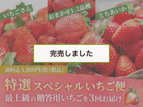 【完売御礼】【限定100セット】特選スペシャルいちご便🍓（食べチョク公式）