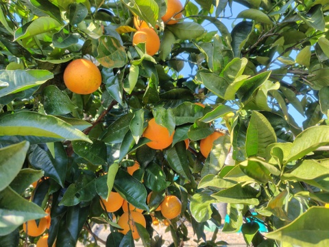 【アワード受賞福袋】ブラッドオレンジ「モロタロ福袋」　約5kg