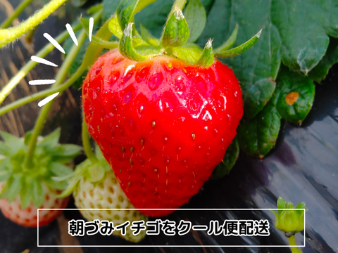 【春限定】よつぼしお楽しみパック【朝づみ直送】約450g