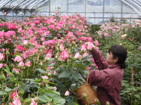 母に日の特別な贈り物　100輪の蕾付き　ミニバラ特大鉢