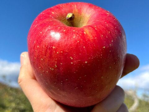 生玉農園一番人気の美味いりんご！ 綺麗な 葉とらずサンふじ 3キロ箱 7～11玉