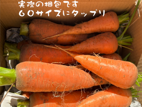買いたくても入手困難　固定種にんじん2種のセット『筑摩野五寸 & 馬込三寸』(1.8kg)