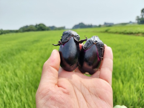 ナス好きのための🍆食べ比べセット3ｋｇ