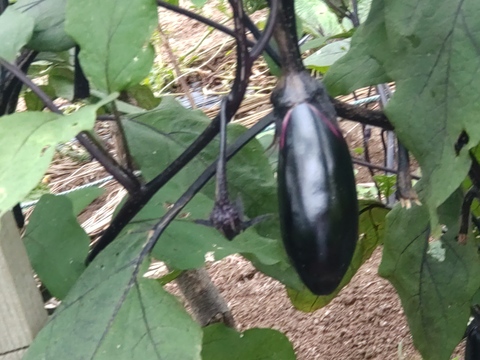 【単品】きゅうりとなすのセット🥒🍆5本ずつ☆ キュウリと茄子🥒🍆☆ きゅうりとナス☆キュウリとなすび☆採れたてをその日のうちに発送いたします☆