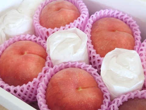 定番の晩生種「川中島白桃」 S〜M玉約1.7kg【化粧箱入】【クール便】