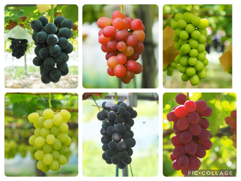 【敬老の日ギフト】大粒ぶどう食べ比べ・シャインマスカット入り5～7房