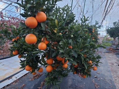 甘くて果汁たっぷりプレミアムなみかん「せとか」家庭用３キロ　ハウス栽培