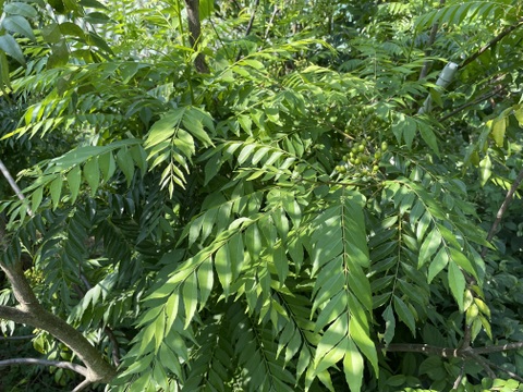 香りが違う！フレッシュカレーリーフ！