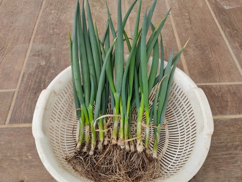✨農薬・化成肥料不使用の土の力で育った、主役になる小葱　約1kg✨