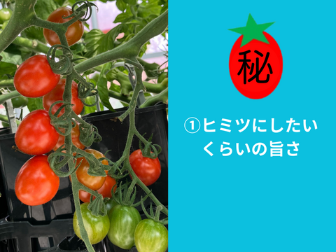 ★2㎏★秘密にしたい?!ミニトマト『ヒミツのミニ』約2kg（250gx8p）