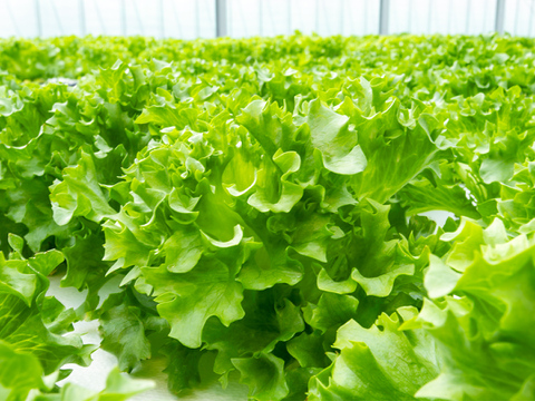 【魚の育み®】おまかせリーフレタス食べ比べセット12袋 | 農薬･化学肥料不使用でアクアポニックス産のやさしい野菜