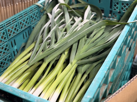 【今だけの旬】露地栽培の濃厚な香り！葉ニンニク｜ 3kg
