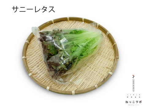朝採れサニーレタス＆フリルレタス（簡易包装 8～12株）1㎏