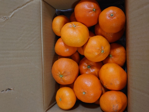 ラスト　甘平　 家庭用Ｂ品　4キロ