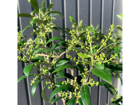 オリーブ 鉢植え 「アルベキナ」 シンボルツリー 観葉植物