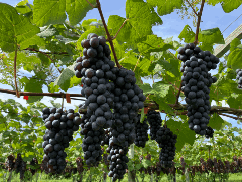 【規格外品・お試し用・ご家庭用】本場青森鶴田町産のスチューベン🍇甘くて濃いぶどう（2kg）