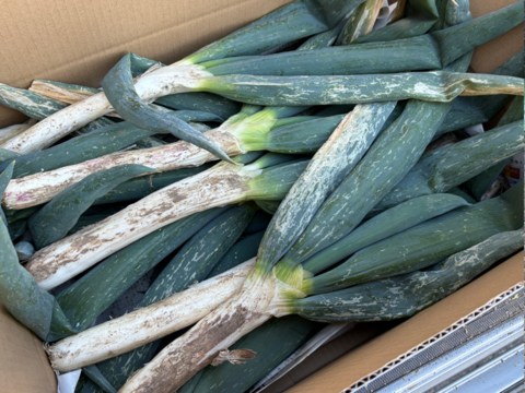 ネギの殿様！　固定種ネギ『下仁田ネギ』(10本)　Mサイズ