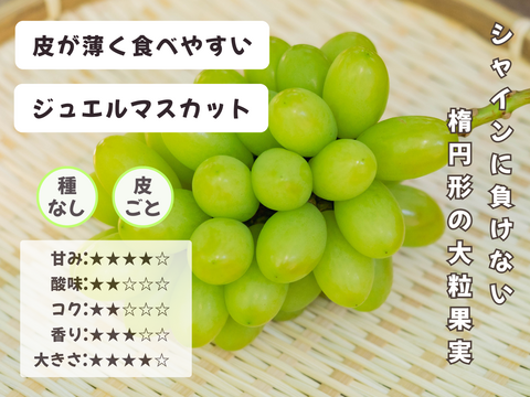お盆シーズンにお届け可能　シャインマスカット入り　『岡山県産ぶどう』　おまかせ3種食べ比べセット　1.5キロ以上