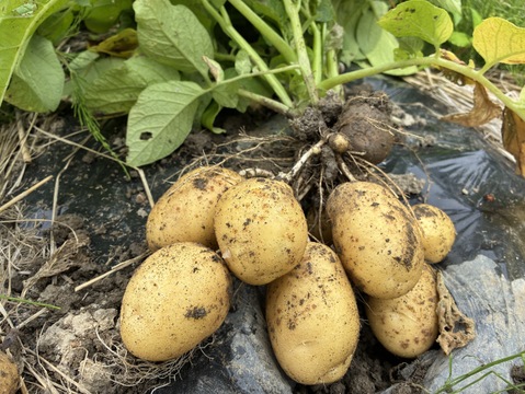 【煮崩れしにくいホクホク感】掘りたて新じゃが「十勝こがね」Ｍサイズ ２kg