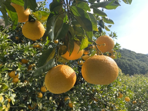 【有機JAS認証】尾鷲甘夏5kg　むいた瞬間、春が来る。