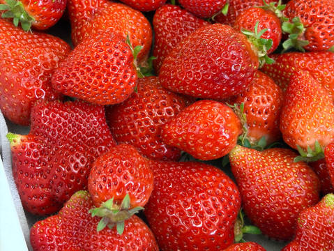 【バラ詰め】完熟あまおう１kg ジャムなどの加工用