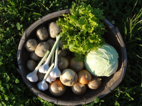 【2020最優秀賞/淡路島産/生産者直送】自然栽培♪おまかせ収穫野菜セット(6品)