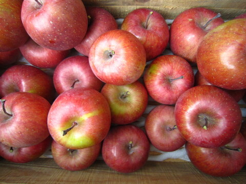 加工用にいかがでしょうか 訳ありサンふじ 総重量 約4.5kg 青森県 南部地方産 自家りんご農園生産直送品！