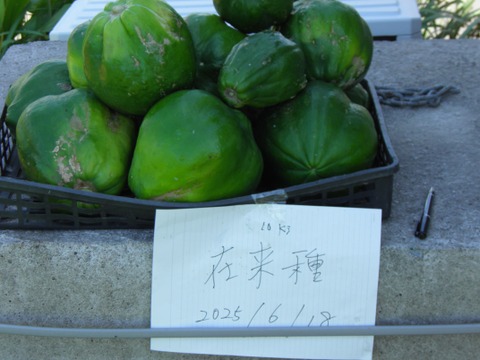 青パパイヤ ※訳あり※ 19キロ 奄美群島産 - 野菜販売 中