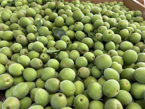 和歌山県産　古城梅　青梅　傷あり　２kg　2キロ　サイズ混合　梅酒向け