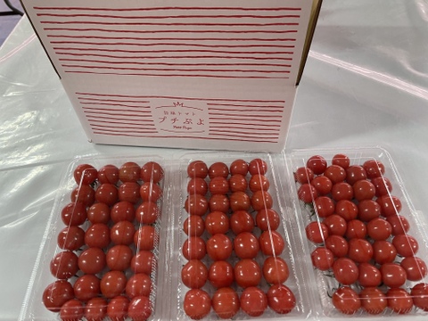 甘いだけじゃない!プチぷよ【3パック】美味しいミニトマトはいかが?