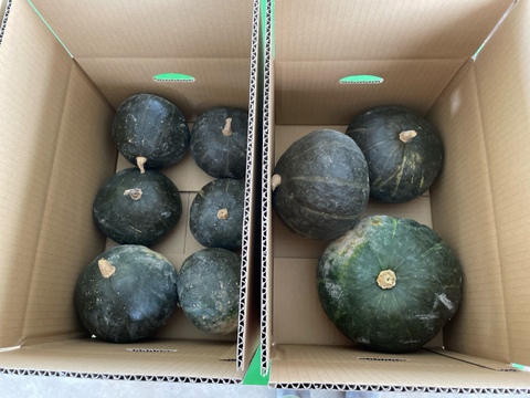 【北海道産 5kg かぼちゃ】栽培期間中農薬不使用