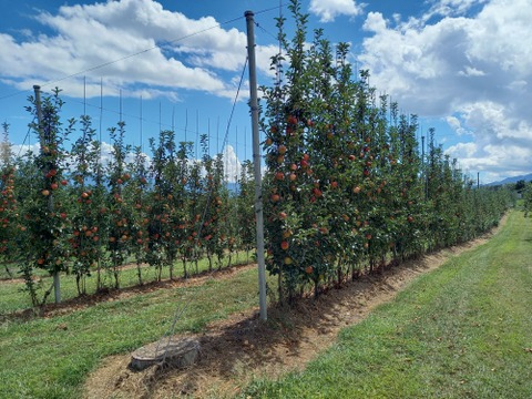 希少なりんご【華宝】約5kg