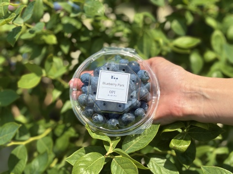 上品な甘みとパリッとした食感のブルーベリー　オーピー（OPI）　※農薬不使用　（100g×4パック）