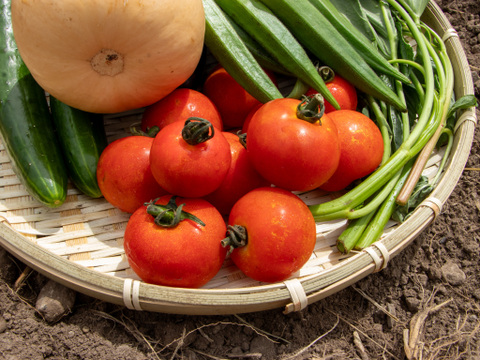 火山の麓で育ち野鳥もつい食べに来る、太陽のように赤いフルティカトマト『島原ルージュ』｜1kg