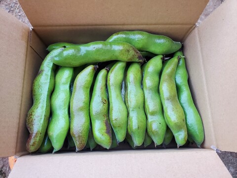 島育ちの元気なそら豆! さや付２kg