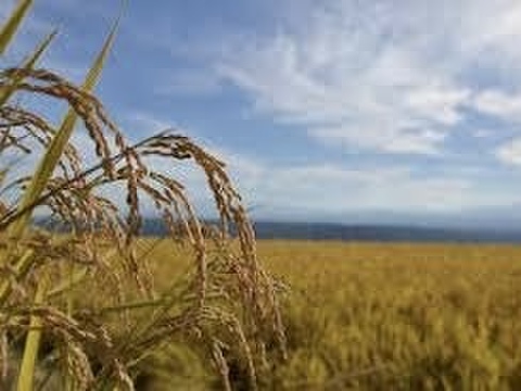 2026.R8 新米　九州米　福岡県産　ヒノヒカリ5kg