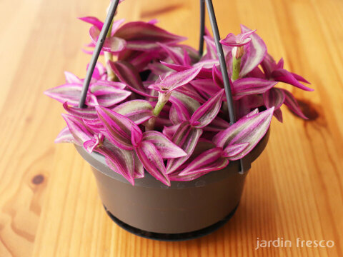 ハンギングタイプ！観葉植物 トラディスカンチア ピンクパラダイス 10.5cm吊り鉢 (203786)