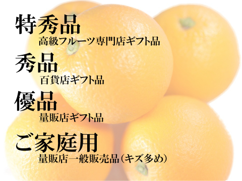濃厚完熟　【朝どれ】　愛媛中島産バレンシアオレンジ　優品・1.8ｋｇ