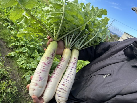 【緻密な肉質】会津赤筋大根 自然栽培 3本〜4本セット