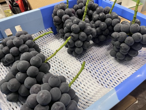 大粒！高糖度！岡山県産ニューピオーネ1.2kg(2房入)：岡山県産の