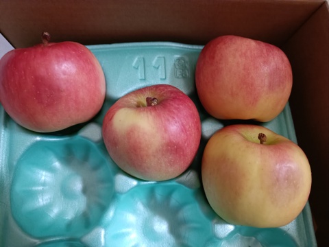 完売御礼【特別栽培りんご】蜜入り🍎こうとく2kg 葉とらずりんご 農薬50%減＋化学肥料不使用 希少品種　キズなし良品　ギフト