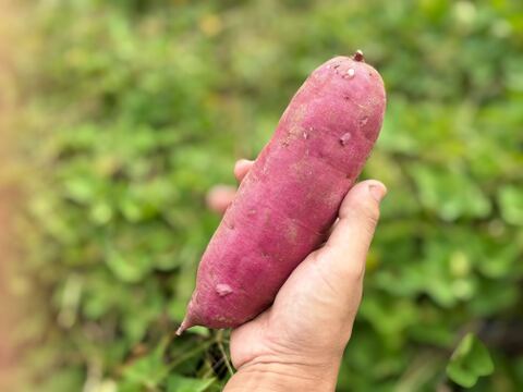 【福袋】千葉県産さつまいも5㎏　ふくむらさき　美しい紫色でインスタ映え！熟成させると甘みが増します！蒸し芋・温野菜にもおすすめ