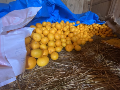 【蔵出し八朔】ハッサク２キロ🍋