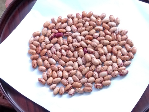 ちょっと珍しい「うずら豆」はお好きですか？
送料割安３６０円　【レターパック仕様】
秋の収穫祭第２弾
うずら豆２００ｇと金時豆２００ｇセット
自然光の天日乾燥品です。