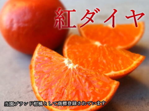 【甘～い柑橘福袋】年末発送！甘～い定番みかんや希少柑橘の食べ比べ！家族でワイワイ♪♪人気４品種が楽しめる！「旬のこだわり柑橘食べ比べ福袋」　サイズ混合　ご家庭用　約3kg入　【商品番号1102-3k】